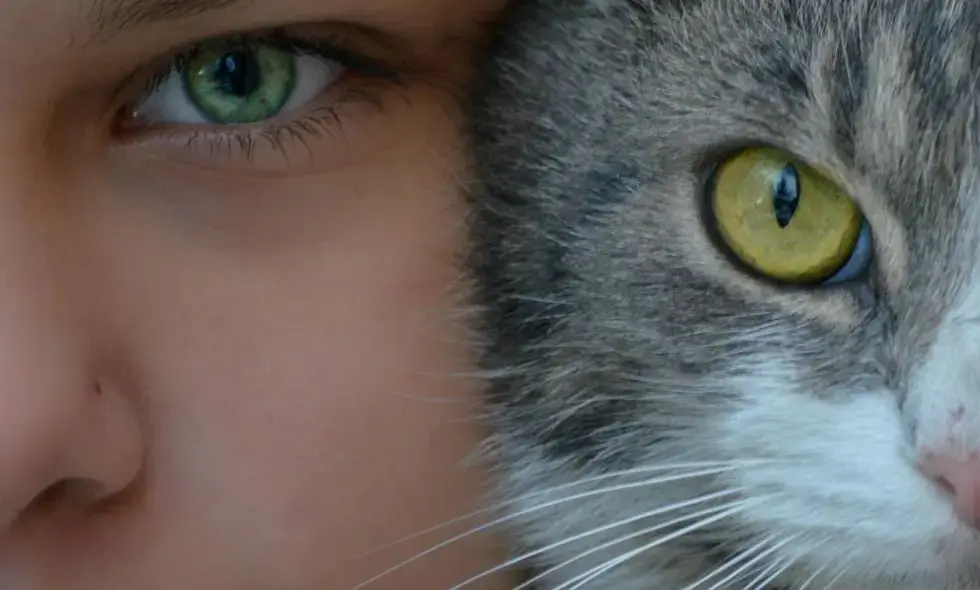 Erkundung der Autobahnen Rumäniens