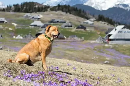 Izkušnje potovanja z avtomobilom po Sloveniji