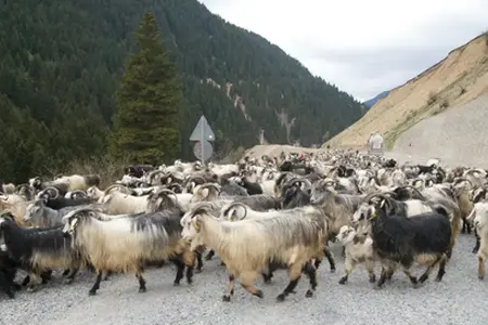 Sibiu-Făgăraș otoyolunun inşaatı başlıyor